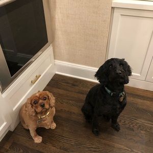 Meet your Posher, Alexis